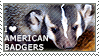 I luv american badgers
