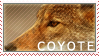Coyote Gold