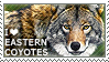 I heart eastern coyotes