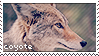 Coyote Grey