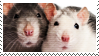 2 rats cuddle